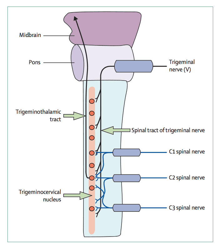 trigeminal nucleus