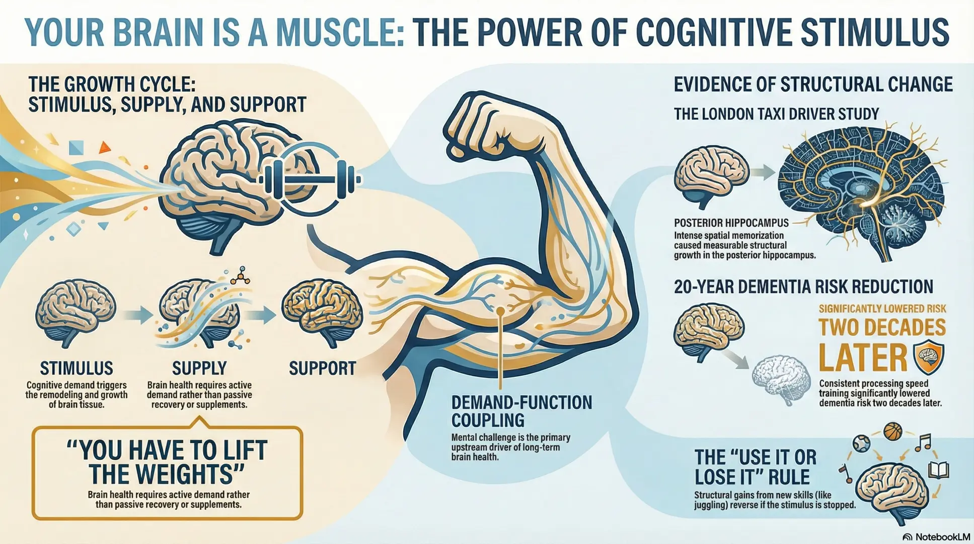 Your Brain Is Listening — Whether You Challenge It or Let It Sleep 5 Illustration of the brain as a muscle — cognitive stimulus drives structural adaptation