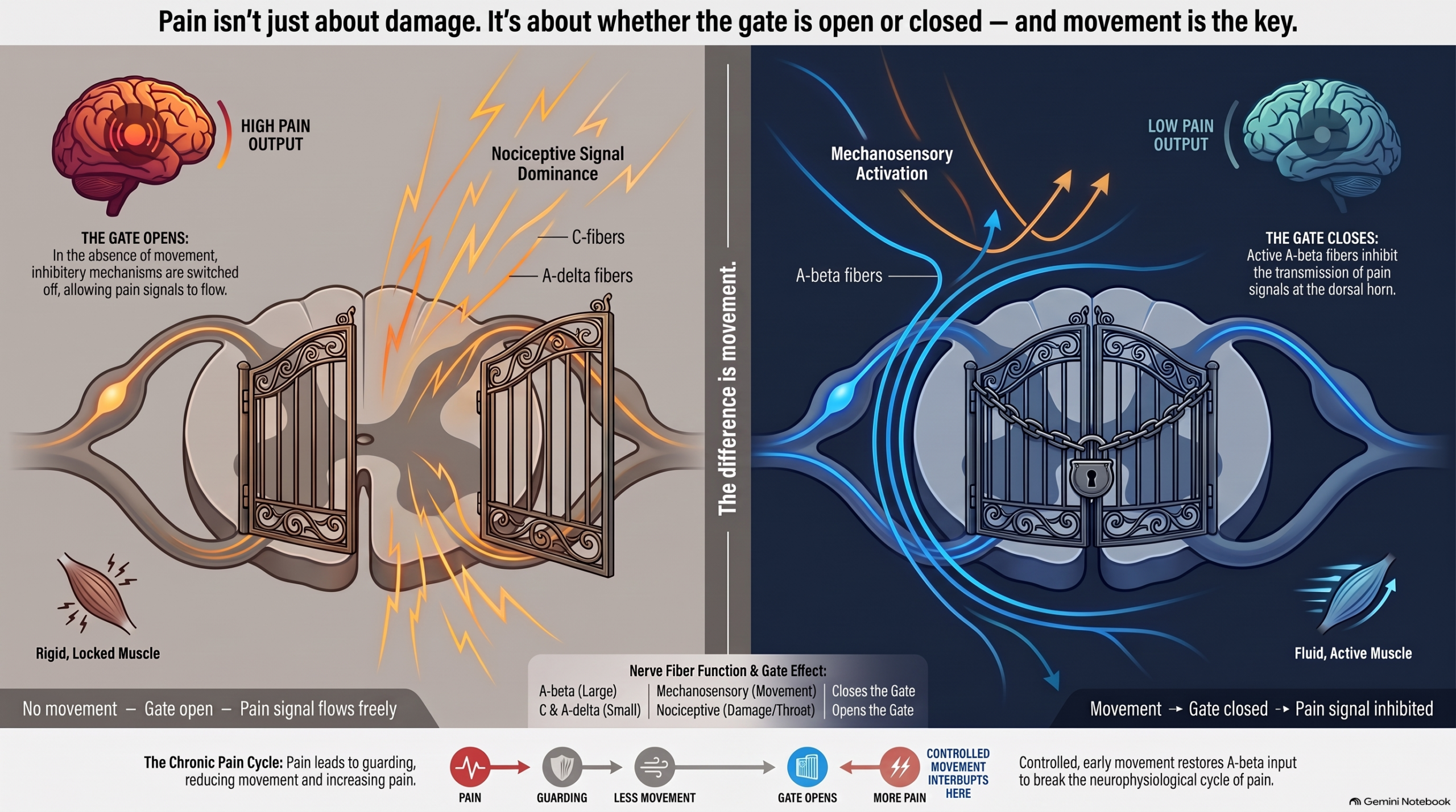 How Pain Works: The Gate That Movement Controls — infographic showing gate control theory, A-beta fiber inhibition, and the chronic pain cycle interrupted by controlled movement